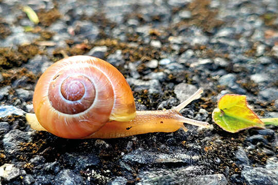 landflair fotowettbewerb Schnecke 540x360